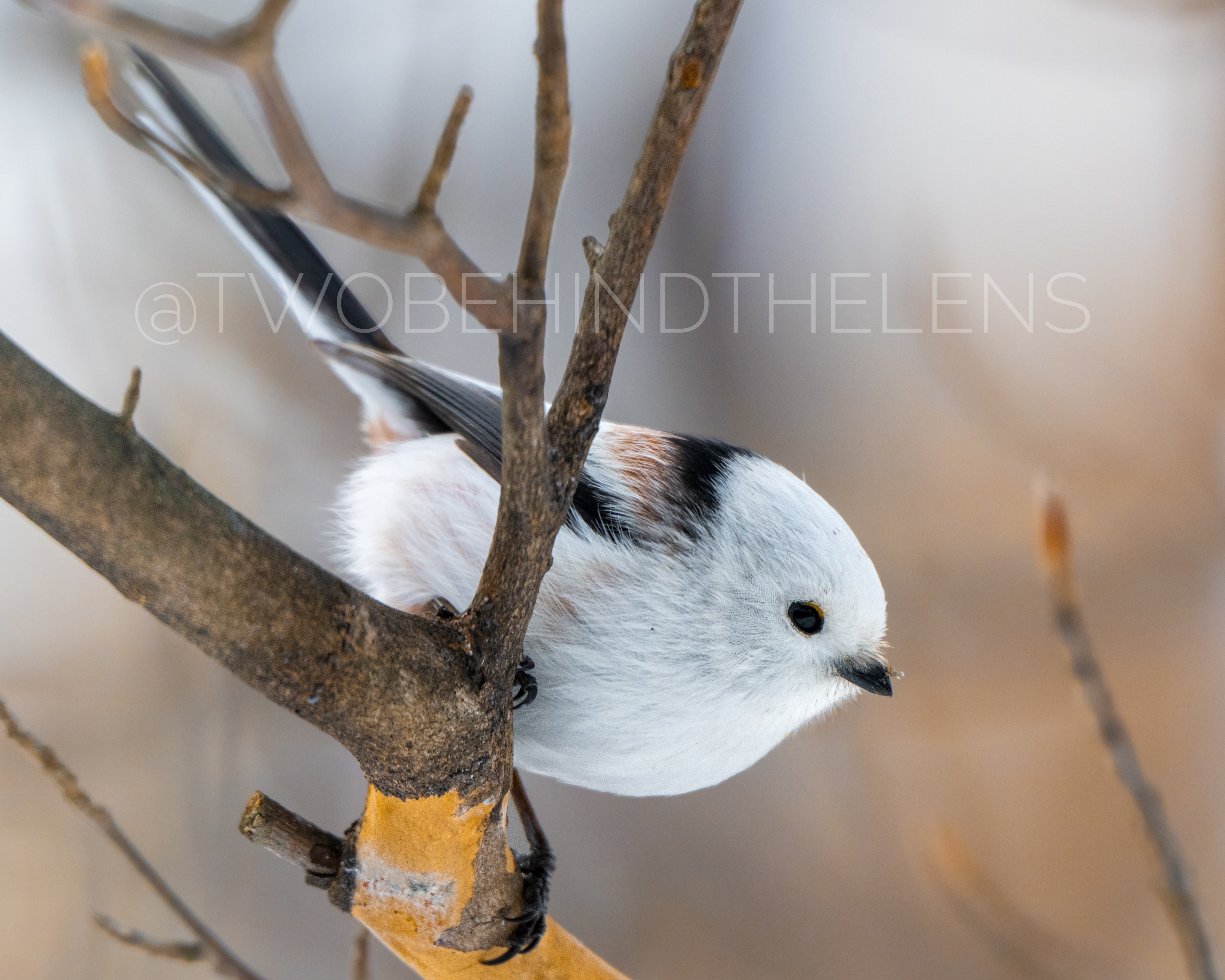 Wildlife Print 22